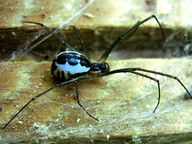 Смотреть фото Линифия треугольная Фото Линифия треугольная