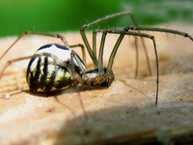 Смотреть фото Линифия треугольная Фото Линифия треугольная