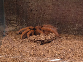 Смотреть фото Колумбийский красноногий птицеед Фото Колумбийский красноногий птицеед