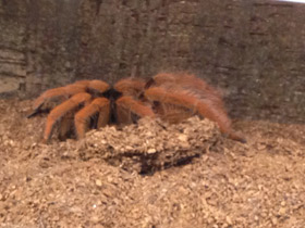 Смотреть фото Колумбийский красноногий птицеед Фото Колумбийский красноногий птицеед