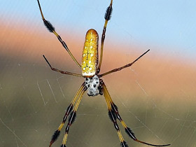 Золотой паук-ткач Золотой паук-ткач