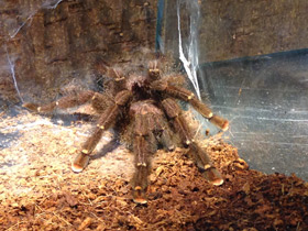 Смотреть фото Сизый памфобебеус Фото Сизый памфобебеус