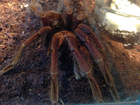 Смотреть фото Сизый памфобебеус Фото Сизый памфобебеус