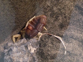 Фото Желтоногий парабутус