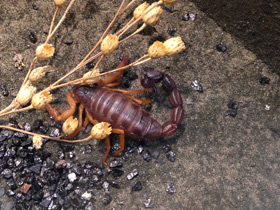 Фото Оранжевый пушистохвостый скорпион