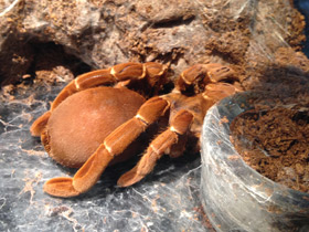 Смотреть фото Королевский паук-бабуин Фото Королевский паук-бабуин