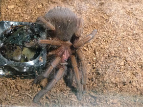 Смотреть фото Доминиканский птицеед Фото Доминиканский птицеед