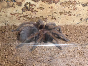 Смотреть фото Доминиканский птицеед Фото Доминиканский птицеед