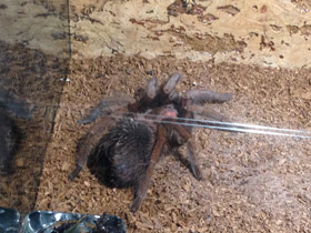 Смотреть фото Доминиканский птицеед Фото Доминиканский птицеед