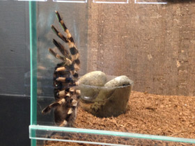 Смотреть фото Тигровая пецилотерия Фото Тигровая пецилотерия