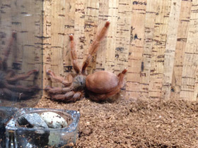 Смотреть фото Большой тап Фото Большой тап