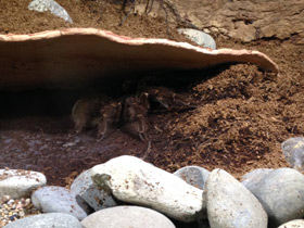 Смотреть фото Птицеед-голиаф Фото Птицеед-голиаф