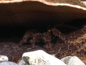 Смотреть фото Птицеед-голиаф Фото Птицеед-голиаф