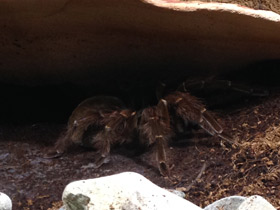 Смотреть фото Птицеед-голиаф Фото Птицеед-голиаф