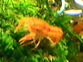 Смотреть фото Оранжевый карликовый рак Фото Оранжевый карликовый рак