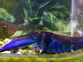 Фото Ябби-разрушитель