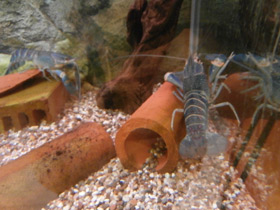 Смотреть фото Рак-херакс красноклешневый Фото Рак-херакс красноклешневый