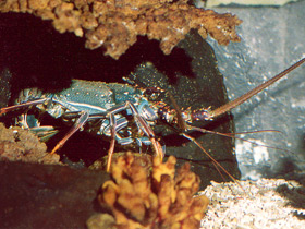 Смотреть фото Разноцветный лангуст Фото Разноцветный лангуст