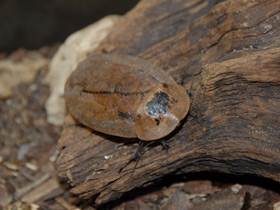 Фото Таракан архимандрит