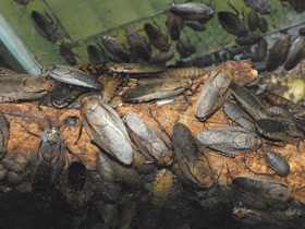 Фото Мадейрский таракан