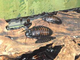 Фото Таракан принцисия