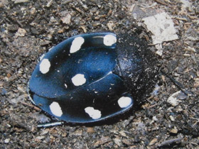 Смотреть фото Таракан-домино Фото Таракан-домино