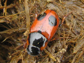 Смотреть фото Насекомые Фото Насекомые