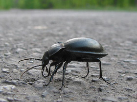 Смотреть фото Жужелица гладкая Фото Жужелица гладкая