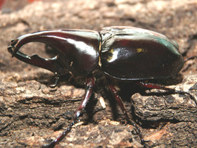 Смотреть фото Халькосома атлас Фото Халькосома атлас