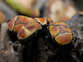 Смотреть фото Бронзовка африканская Фото Бронзовка африканская