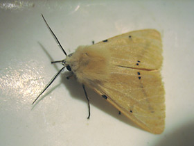 Смотреть фото Жёлтая медведица Фото Жёлтая медведица