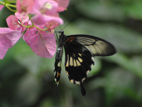 Смотреть фото Парусник Румянцева Фото Парусник Румянцева