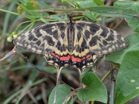 Фото Серицин Монтела