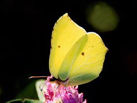 Лимонница Лимонница