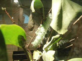 Смотреть фото Павлиноглазка атлас Фото Павлиноглазка атлас