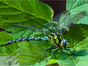 Смотреть фото Cамый большой угол зрения Фото Cамый большой угол зрения