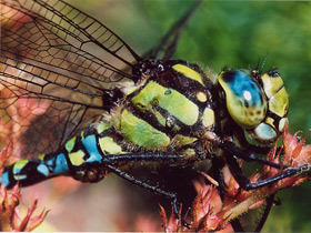 Синее коромысло Синее коромысло