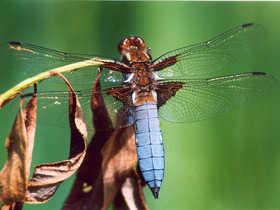 Стрекоза плоская Стрекоза плоская