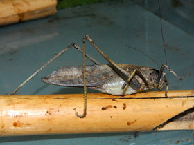 Смотреть фото В траве Фото В траве