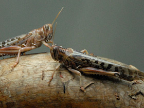 Смотреть фото Самые прожорливые животные Фото Самые прожорливые животные