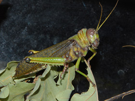 Смотреть фото Кузнецы-кузнечики Фото Кузнецы-кузнечики