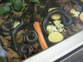 Фото Настоящие кивсяки