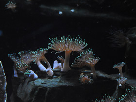 Фото Каменная актиния