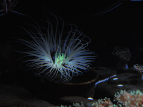 Фото Цериантарии