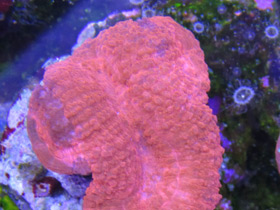 Фото Трахифиллии