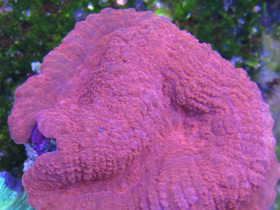 Фото Трахифиллии