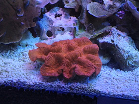 Фото Трахифиллии