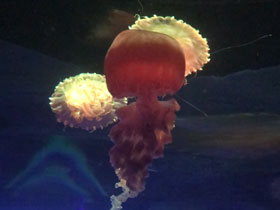 Смотреть фото Черноморская крапива Фото Черноморская крапива