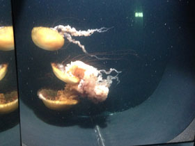 Смотреть фото Тихоокеанская морская крапива Фото Тихоокеанская морская крапива