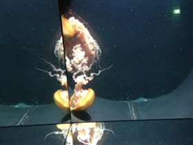 Смотреть фото Тихоокеанская морская крапива Фото Тихоокеанская морская крапива